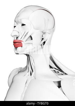 3D-gerenderte Medizinisch genaue Abbildung der orbicularis Oris Stockfoto