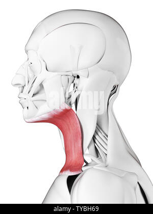 3D-gerenderte medizinisch genauen Abbildung des platysma Stockfoto