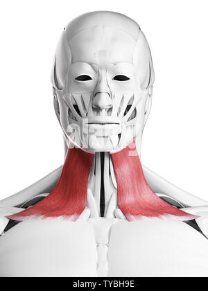 3D-gerenderte medizinisch genauen Abbildung des platysma Stockfoto