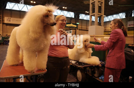 Pudel erhalten letzter Schliff auf der Crufts 2013 Größte der World Dog Show im NEC, Birmingham am 08.März 2013. Rund 28.000 Hunde kommen zu der jährlichen Veranstaltung und wo am Sonntag abend ein Hund wird in Show Beste gekrönt werden. UPI/Hugo Philpott Stockfoto