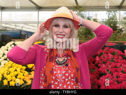 Britische Schauspielerin Joanna Lumley stellt unter den Rosen an die 100 Chelsea Flower Show in London am Montag, den 20. Mai 2013. UPI/Hugo Philpott Stockfoto