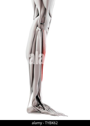 3D-gerenderte medizinisch genauen Abbildung des tibialis Anterior Stockfoto