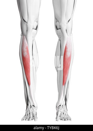 3D-gerenderte medizinisch genauen Abbildung des tibialis Anterior Stockfoto