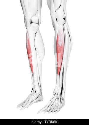 3D-gerenderte medizinisch genauen Abbildung des tibialis Anterior Stockfoto