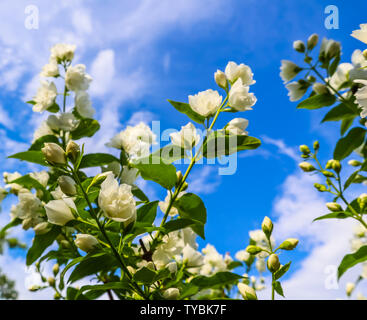 Jasmin Blumen im Garten. Nahaufnahme der Zweige mit weißen Blüten vor blauem Himmel Stockfoto