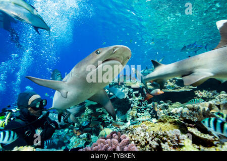 Weißspitzen-Riffhaie, Triaenodon obesus und verschiedene Rifffische Masse der Oberseite eines Fidschianischen Reef während einer haifütterung im Beqa Lagoon, Fidschi. Stockfoto