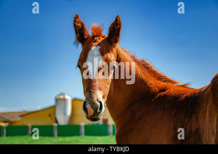 Fohlen braune Farbe in einen Stift auf einer Weide auf einem Hintergrund blauer Himmel. Stockfoto