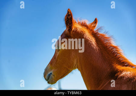 Fohlen braune Farbe in einen Stift auf einer Weide auf einem Hintergrund blauer Himmel. Stockfoto