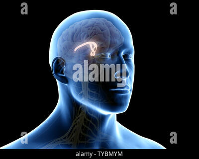 3D-gerenderte Medizinisch genaue Abbildung der fornix Stockfoto