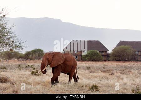 Blick auf Elefanten und Herde Zebras in African Safari mit trockenem Gras und Bäume auf der Savanna Lodge, mit im Hintergrund Stockfoto