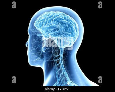 3D-gerenderte medizinisch genauen Abbildung des menschlichen Gehirns Stockfoto