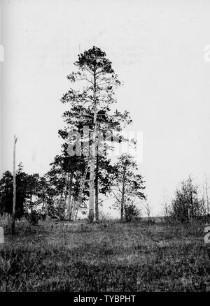 Foto von Cass See; Umfang und Inhalt: Original Bildunterschrift: Cass Lake, Hecht Bucht große Norwegen Pine Tree als Aussichtsturm für streifenpolizisten verwendet. Am Ufer des Pike Bay. (Smith Riley.). Stockfoto