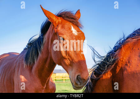 Pferd Red Suit in den Pen auf der Weide auf dem Hintergrund Green Grass blue sky. Stockfoto