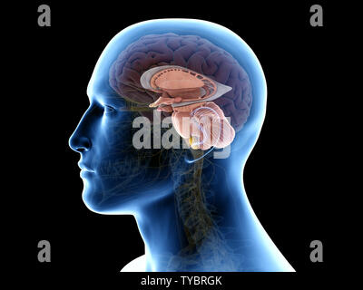 3D-gerenderte Medizinisch genaue Abbildung der inneren Anatomie des Gehirns Stockfoto