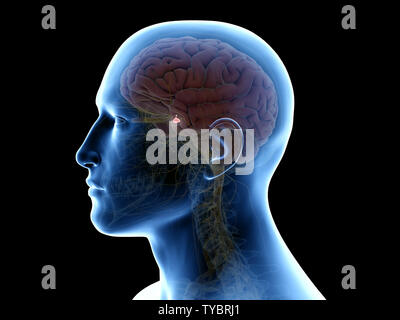3D-gerenderte Medizinisch genaue Abbildung der Hypophyse Stockfoto