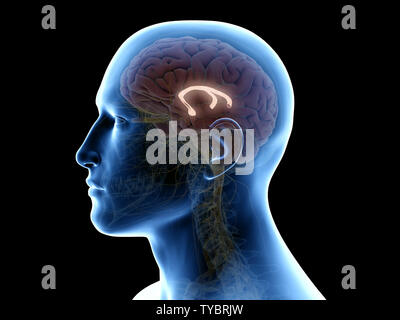 3D-gerenderte Medizinisch genaue Abbildung der fornix Stockfoto