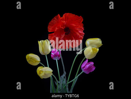 Blumenstrauß aus Gelb und Lila Tulpen und Mohn auf schwarzem Hintergrund close-up mit Kopie Raum Stockfoto