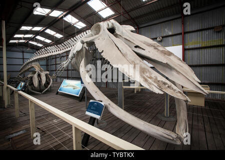 Skelett eines Blauen Wal am Wal Welt einer historischen Walfangstation in Albany, Western Australia Stockfoto