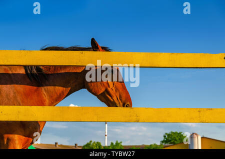 Pferd Red Suit in den Pen auf der Weide auf dem Hintergrund Green Grass blue sky. Stockfoto