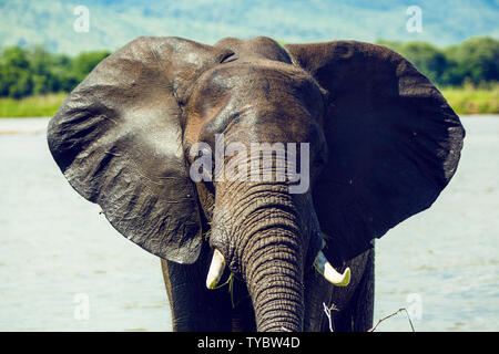 Afrika, Simbabwe, manaturals, Nationalparks, Tiere, Elefanten, baby Elefanten, Elefantenherden, Natur, primitive, geschützte Bereiche Stockfoto