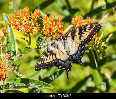 Weibliche Eastern Tiger Swallowtail Butterfly Stockfoto