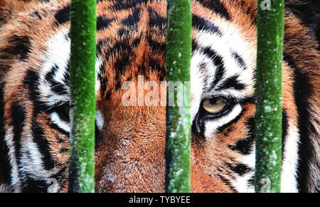 Gesicht mit Auge eines Tiger hinter Gittern in Zoo in Rangun, Birma/Myanmar. Stockfoto