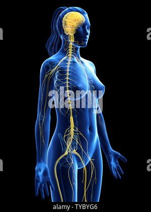 3d-medizinisch genaue Abbildung eines womans Nervensystem erzeugt Stockfoto