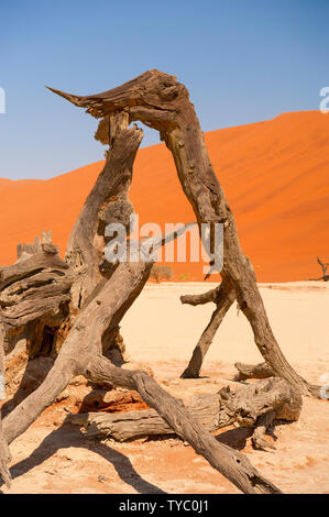 Dead Vlei, mit trockenen 900 Jahre alte Bäume stehen in der salzpfanne umgeben von aufragenden roten Sanddünen. Namib-Naukluft-Nationalpark, Namibia. Stockfoto