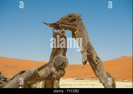 Dead Vlei, mit trockenen 900 Jahre alte Bäume stehen in der salzpfanne umgeben von aufragenden roten Sanddünen. Namib-Naukluft-Nationalpark, Namibia. Stockfoto