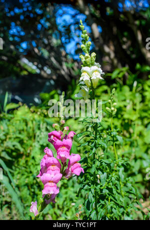 Rosa und weissen Snapdragon Blumen im Garten im grünen Gras Stockfoto