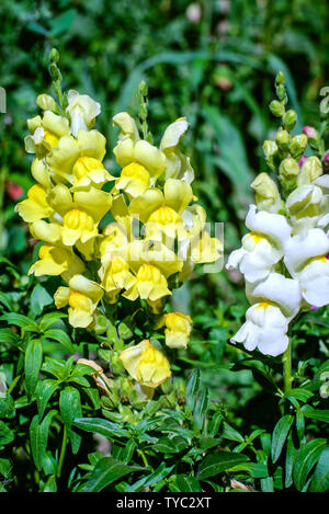 Gelbe und weiße Snapdragon Blumen im Garten im grünen Gras Stockfoto