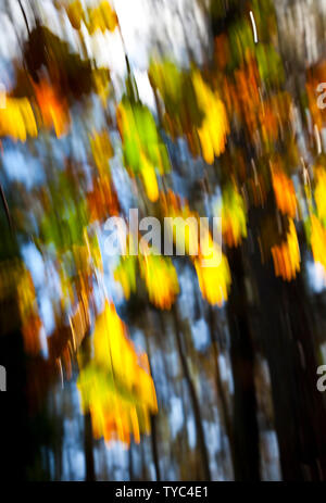 Eiche - ROBLE, Saja-Besaya Ucieda Wald, Naturpark, Kantabrien, Spanien, Europa Stockfoto