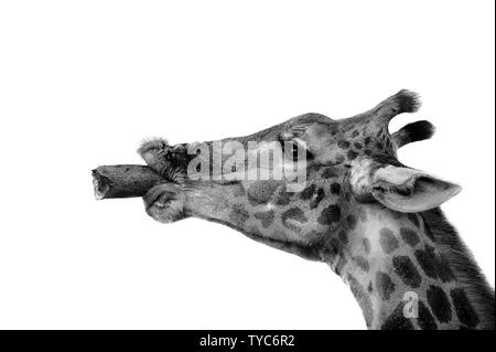 Giraffe & Wurst Obst Stockfoto