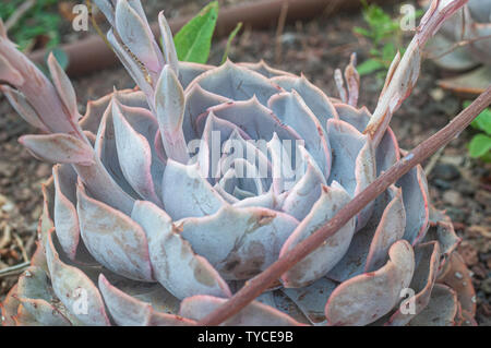 Echeveria Encantada ist ein eindrucksvolles Sukkulenten bis zu 8 Zoll (20 cm) hoch, die Rosetten von Fleischigen, tropfenförmige Blätter mit einem frostigen, Weiß Stockfoto