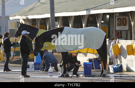 Pferde sind nach Morgen Workouts auf die Schiene bei Churchill Downs in Louisville, Kentucky, Mai 2, 2014 gewaschen. Trainer bereiten ihre Pferde in der 140 läuft der Kentucky Derby an Churchill Downs am 3. Mai stattfinden wird. UPI/John Sommers II. Stockfoto