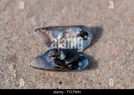 Miesmuschel, Nationalpark Vorpommersche Boddenlandschaft, Fischland-Darß-Zingst, Mecklenburg-Vorpommern, Deutschland, Europa, (Mytilus edulis) Stockfoto