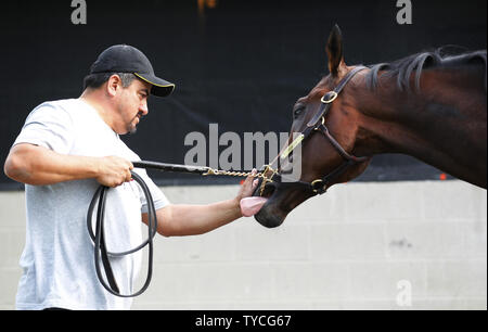 Kentucky Derby hoffnungsvoll Nyquist bei seinen Bräutigam nach der morgendlichen Training auf der Strecke an den Churchill Downs in Louisville, Kentucky, 2. Mai 2016 gewaschen wird. Trainer bereiten ihre Pferde für die 142 läuft der Kentucky Derby an Churchill Downs am 7. Mai stattfinden werden. Foto von John Sommers II/UPI Stockfoto