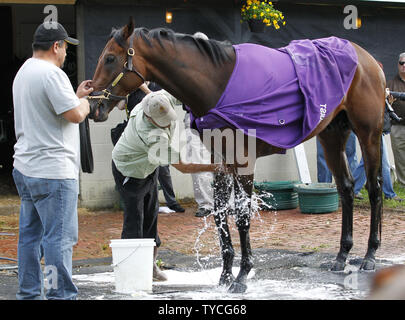 Kentucky Derby hoffnungsvoll Nyquist bei seinen Bräutigam nach der morgendlichen Training auf der Strecke an den Churchill Downs in Louisville, Kentucky, 2. Mai 2016 gewaschen wird. Trainer bereiten ihre Pferde für die 142 läuft der Kentucky Derby an Churchill Downs am 7. Mai stattfinden werden. Foto von John Sommers II/UPI Stockfoto