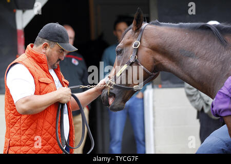 Kentucky Derby hoffnungsvoll Nyquist bei seinen Bräutigam nach seiner morgendlichen Workout in der Churchill Downs in Louisville, Kentucky, Mai 3, 2016 gewaschen wird. Trainer bereiten ihre Pferde für die 142 läuft der Kentucky Derby an Churchill Downs am 7. Mai stattfinden werden. Foto von John Sommers II/UPI Stockfoto