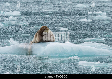 Bärtige Dichtung (Erignathus Barbatus) auf Packeis, Liefdefjorden, Haakon VII Land, Spitzbergen, Svalbard, Norwegen Stockfoto