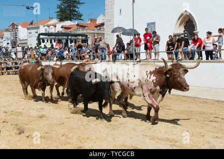 Die Parade der Gespanne und die Stiere in den Straßen, die Festas do Barrete Verde e das Salinas, Provinz Alcochete, Setubal, Portugal Stockfoto