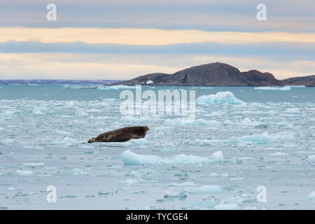 Bärtige Dichtung (Erignathus Barbatus) auf Packeis, Liefdefjorden, Haakon VII Land, Spitzbergen, Svalbard, Norwegen Stockfoto