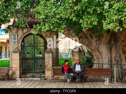 Maulbeer-Feige (Ficus Sycomorus), Altstadt, Famagusta, tuerkische Republik Nordzypern Stockfoto