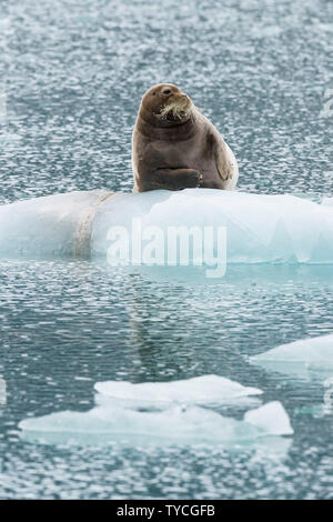 Bärtige Dichtung (Erignathus Barbatus) auf Packeis, Liefdefjorden, Haakon VII Land, Spitzbergen, Svalbard, Norwegen Stockfoto