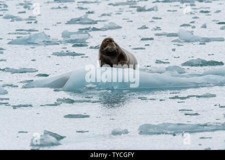 Bärtige Dichtung (Erignathus Barbatus) auf Packeis, Liefdefjorden, Haakon VII Land, Spitzbergen, Svalbard, Norwegen Stockfoto