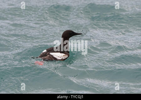 Thick-billed Murre (Uria lomvia) oder Brunnich's Guillemot in Wasser, Liefdefjorden, Haakon VII Land, Spitzbergen, Svalbard, Norwegen Stockfoto