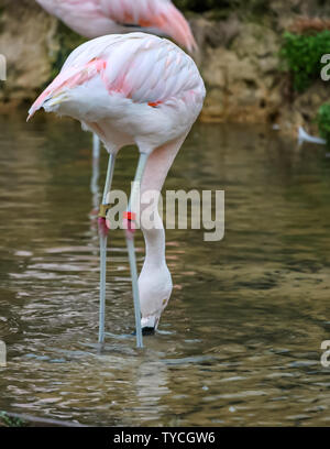 Flamingos sind rosa Watvögel mit dicken downturned Rechnungen. Flamingos haben schlanke Beine, langen, grazilen Hals, grossen Flügel, und kurze Schwänze. Stockfoto