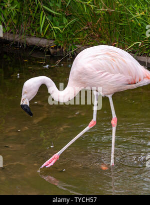 Flamingos sind rosa Watvögel mit dicken downturned Rechnungen. Flamingos haben schlanke Beine, langen, grazilen Hals, grossen Flügel, und kurze Schwänze. Stockfoto