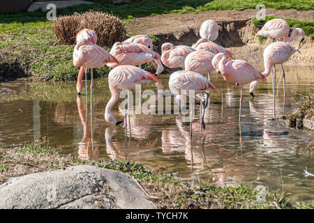 Flamingos sind rosa Watvögel mit dicken downturned Rechnungen. Flamingos haben schlanke Beine, langen, grazilen Hals, grossen Flügel, und kurze Schwänze. Stockfoto