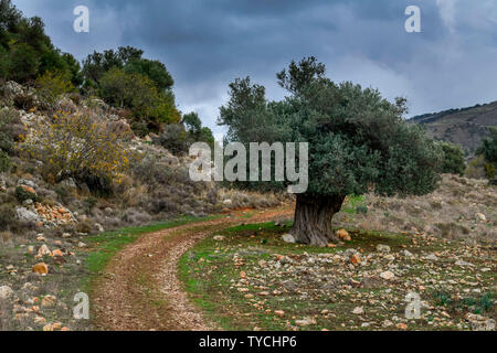 Olivenbaum, Akamas-Halbinsel, Zypern Stockfoto